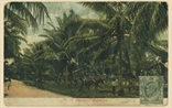 Picture of Coconut Plantation
