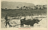 Picture of Buffalo in The Paddy Field