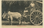 Picture of Bullock Cart & Driver