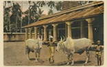 Picture of Chetty Temple With The Holy Cows