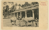 Picture of Chetty Temple With The Holy Cows