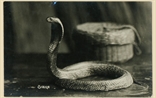 Picture of Cobra