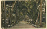 Picture of Coconut Lane
