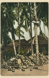 Picture of Coconut Plantation by Malaya Natives