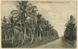 Picture of Coconut Plantation, Kuala Selangor