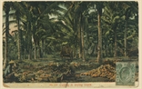 Picture of Cutting and Drying Copra