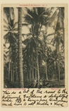 Picture of Curious Coconut Tree