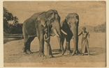 Picture of Elephants in Singapore