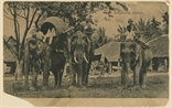 Picture of Elephants, Kedah