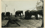 Picture of NC (Elephants)