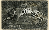 Picture of NC (Tiger)