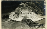 Picture of NC (Turtle)