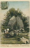 Picture of Travellers Palm, Singapore